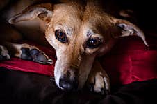 Closeup Shot Of An Old Brown Dog Laying Royalty Free Stock Photo