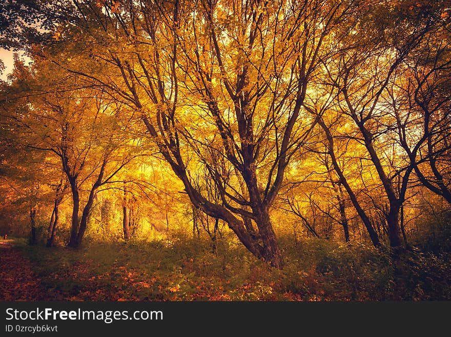 Autumn Forest Nature