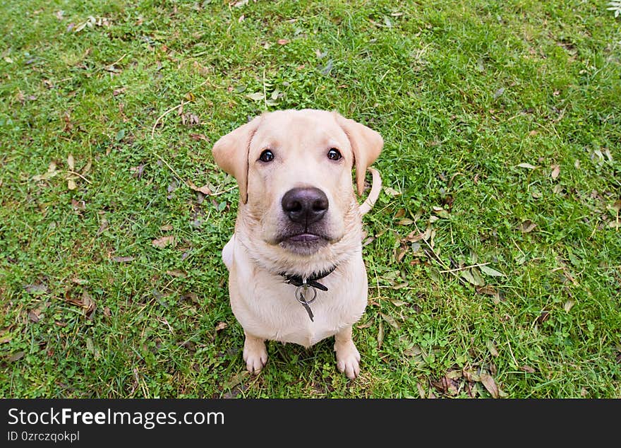 Funny, Closeup Photo Of A Labrador Retriever Dog