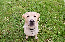 Funny, Closeup Photo Of A Labrador Retriever Dog Royalty Free Stock Image