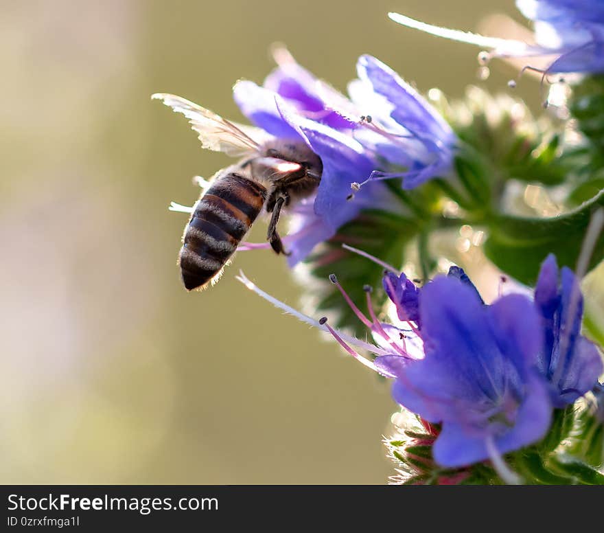 A bee collects honey on blue flowers