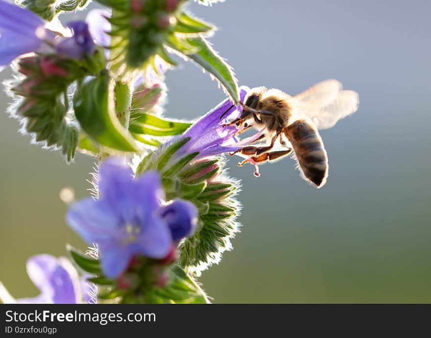 A bee collects honey on blue flowers on nature