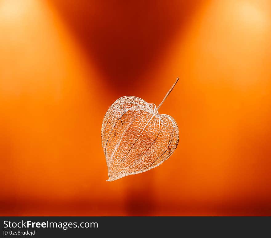 Dried box from the fruit of physalis  in the shape of a heart on an blue-orange background close-up