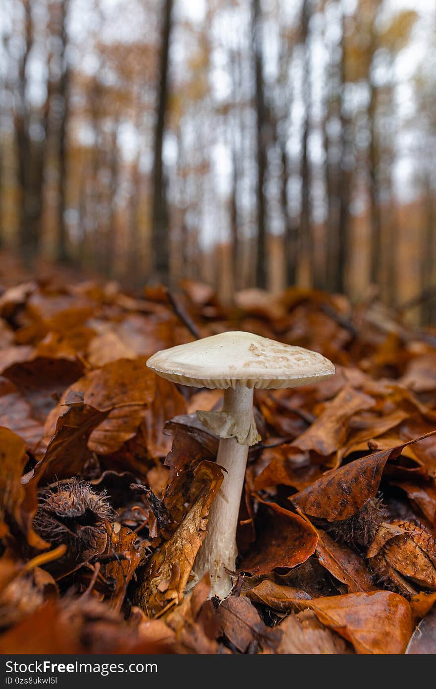 Death cap Amanita phalloides mushroom in the autumn forest. One of the deadly toxic fungi