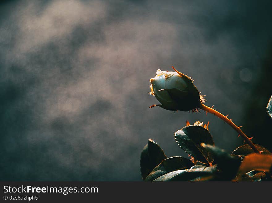 Close-up of an isolated and closed white rose on its back with a spined stem