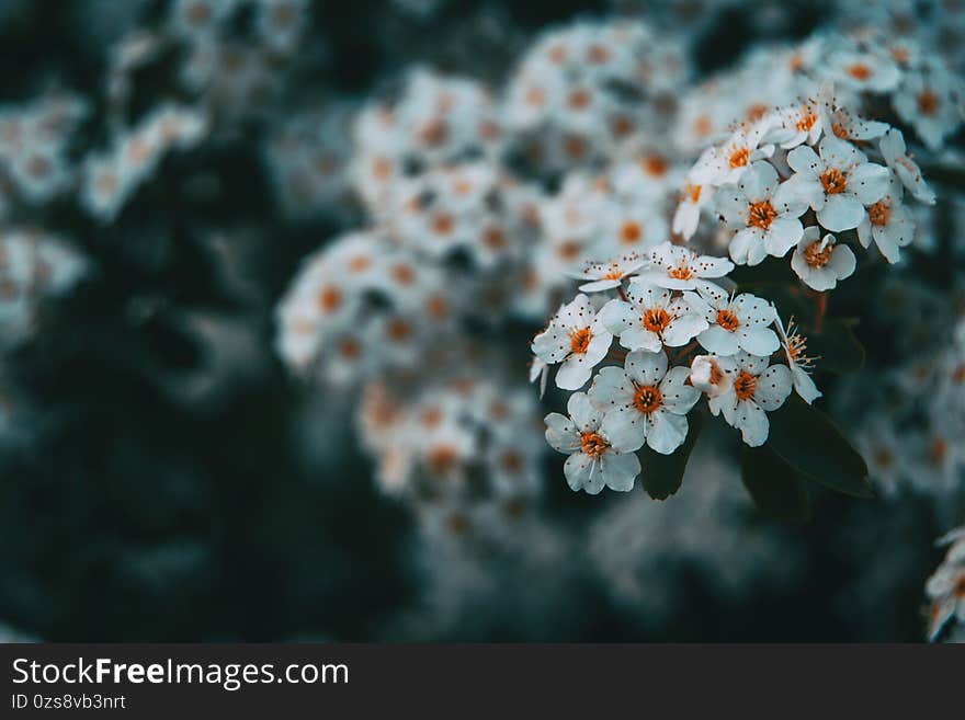 Close-up of some bunches of white crataegus monogyna with an unfocused background