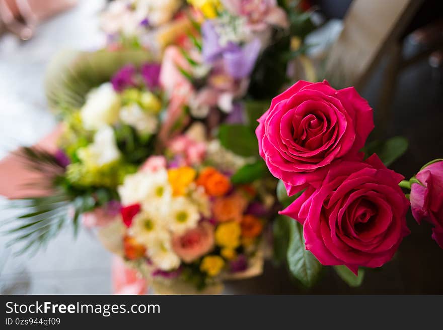 Closeup shot of pink roses on blurred background