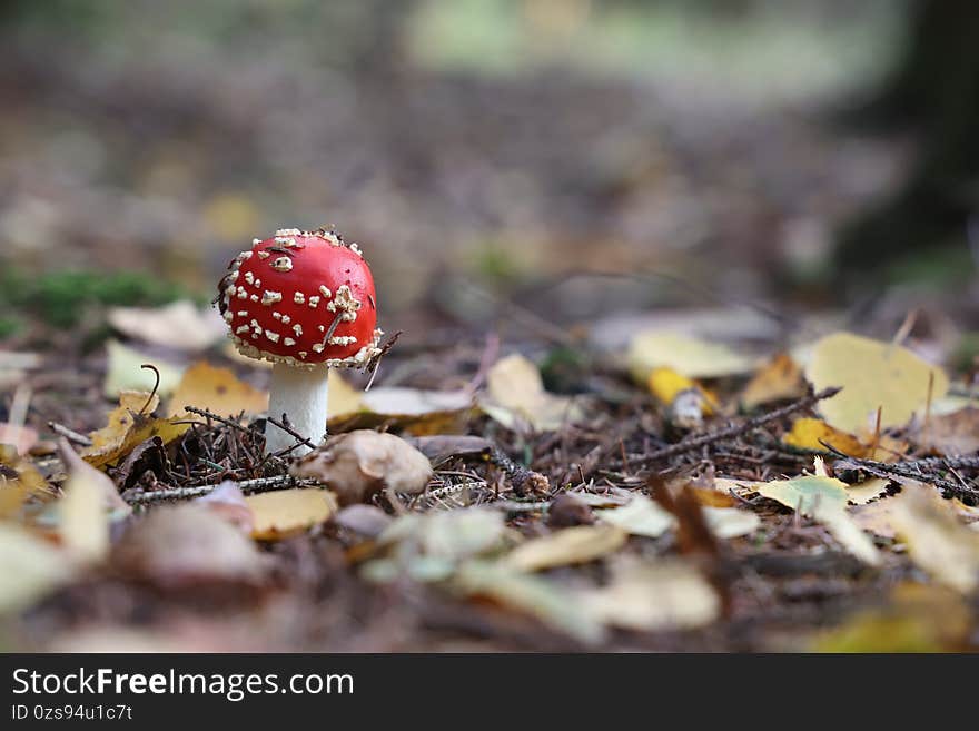 A close up of Amanita Muscaria mushroom in forest