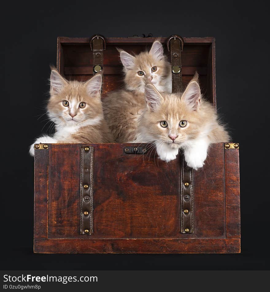 Maine Coon cat kittens on black