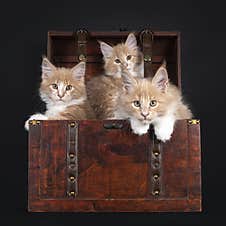 Maine Coon Cat Kittens On Black Stock Photo