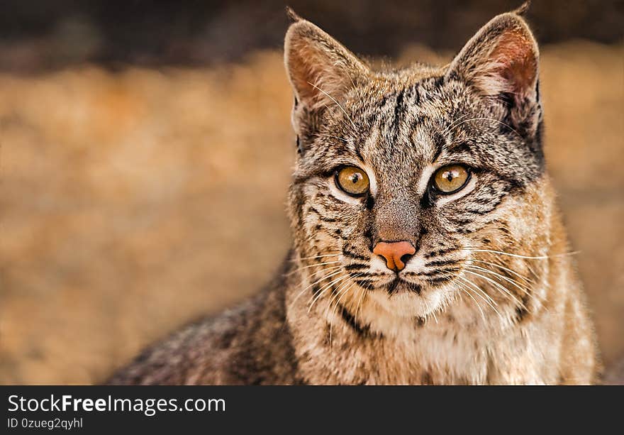 Closeup portrait of a bobcat aka Lynx rufus, a North American wild cat