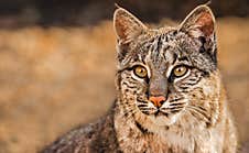 Closeup Portrait Of A Bobcat Aka Lynx Rufus, A North American Wild Cat Stock Photo