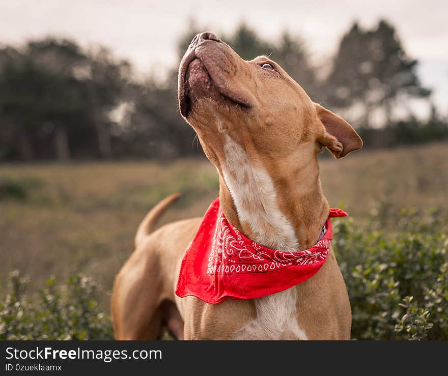 Newly adopted pitbull terrier pup looking happily at his human friend