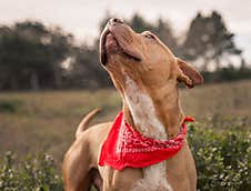 Newly Adopted Pitbull Terrier Pup Looking Happily At His Human Friend Royalty Free Stock Image