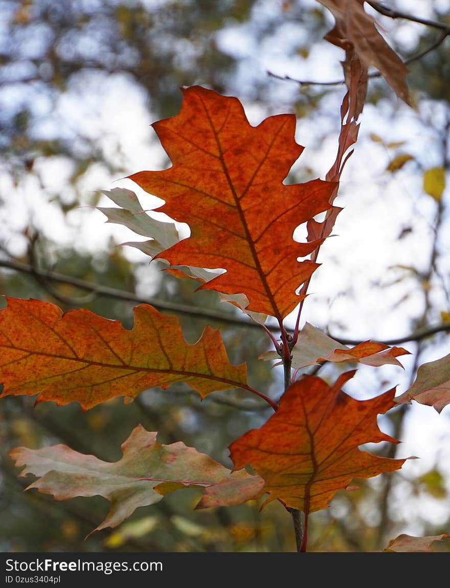 Red autumn leaves from an American oak in the forest.