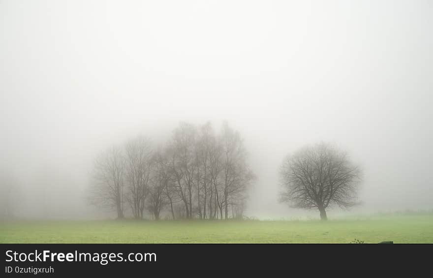 Mysterious creepy foggy landscape with solitary broad leaf tree at autumn/fall