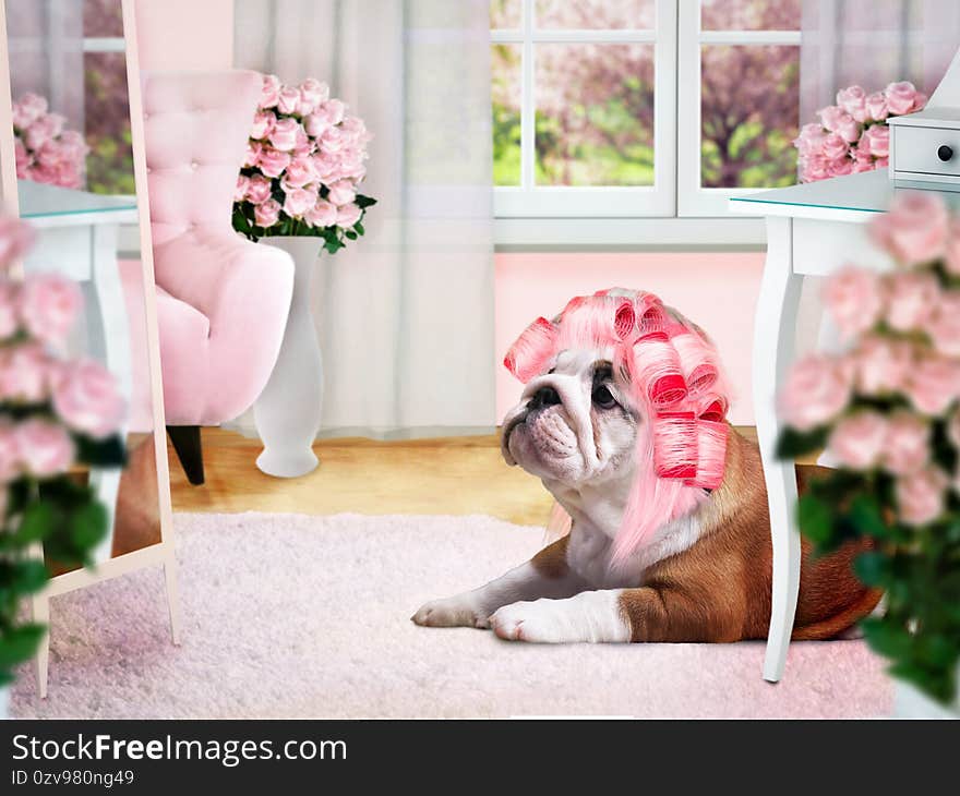 Glamour Dog In Pink Curlers In The Ladies Room