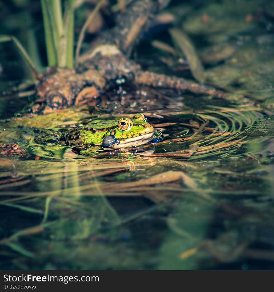 A frog is sitting in a swam.