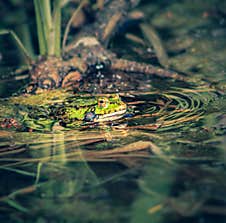 A Frog Is Sitting In A Swam. Stock Images