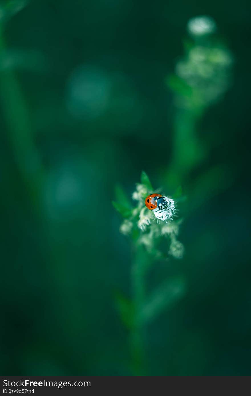 ladybug on a white flower  on a blurry green background. Macro mode. ladybug on a white flower  on a blurry green background. Macro mode.