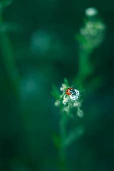 Ladybug On A Flower Royalty Free Stock Image