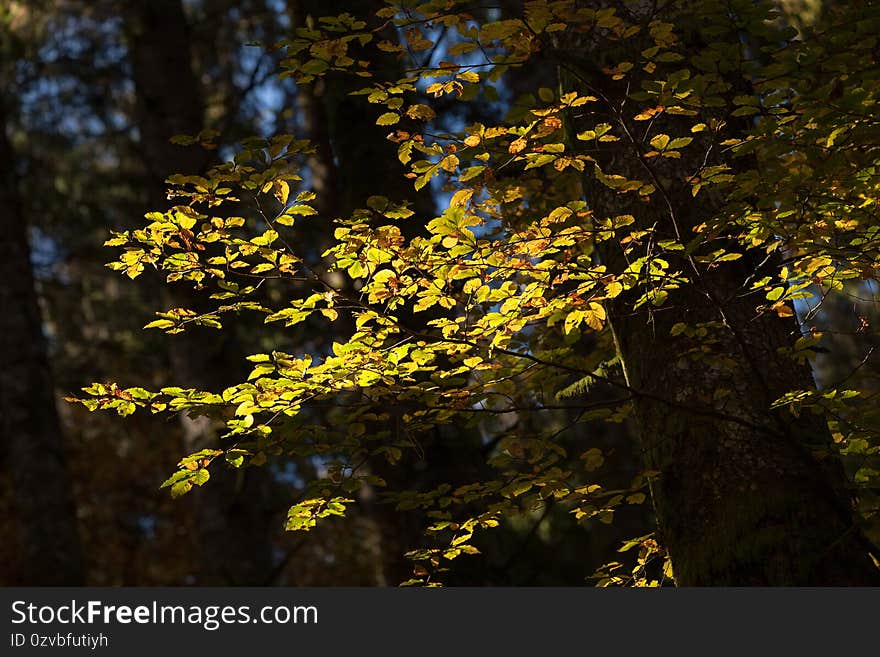 Foliage inside an Italian forest at fall