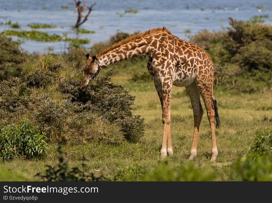 Giraffe at Crescent Island,  Lake Naivasha, Kenya