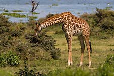 Giraffe At Crescent Island,  Lake Naivasha, Kenya Stock Photos