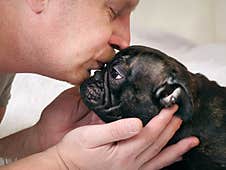 Man Kisses A Dog. French Bulldog, Black. Stock Images