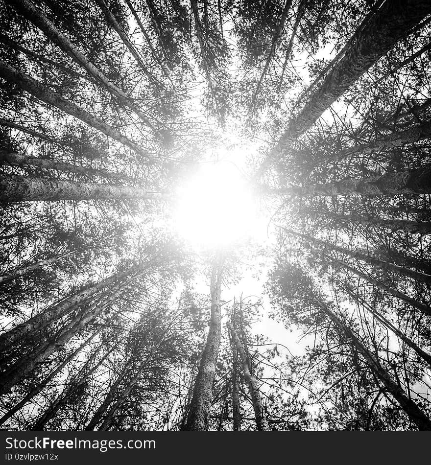 Plane against chopped of a pine forest. Flash of light in the center of the image