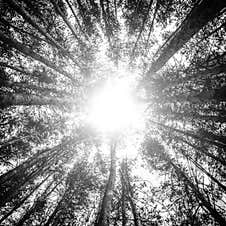 Plane Against Chopped Of A Pine Forest. Flash Of Light In The Center Of The Image Stock Photos