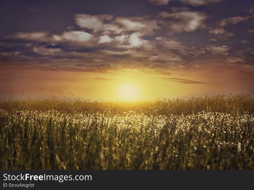 Sunset in the field. The sun is sinking below the horizon. The steppe grasses are bathed in its rays. The sky is painted in soft orange halftones.