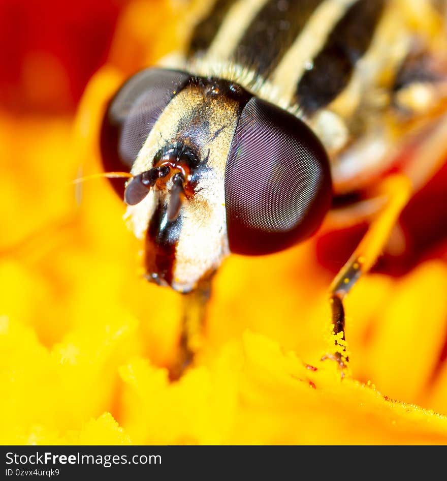 Close-up portrait of a bee on a flower