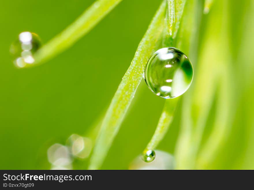 Close-up of dew drops on nature