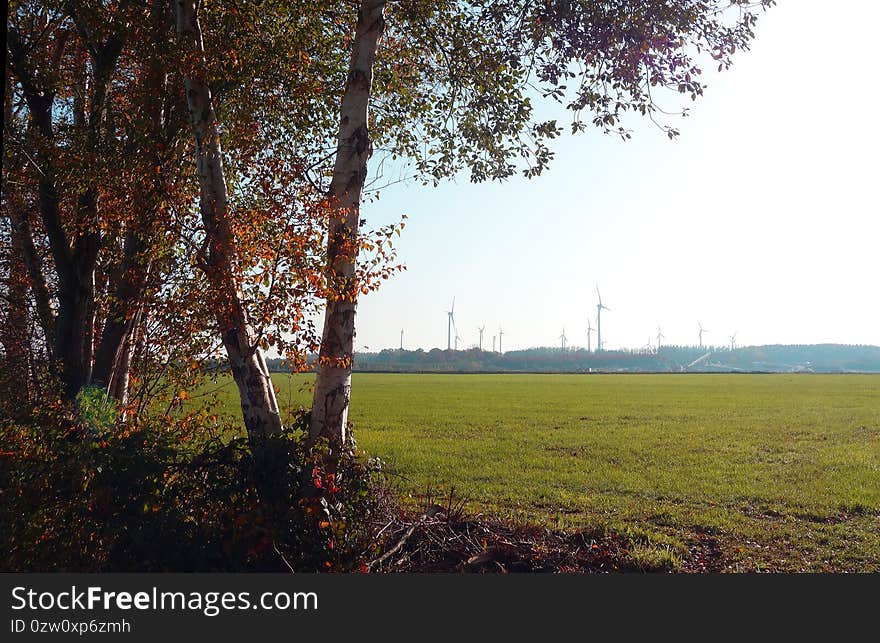 Group Of Birch Trees. Wind Turbines In The Distance.