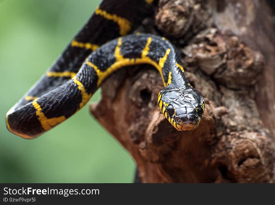 Boiga snake dendrophilia in defensive mode, the gold-ringed cat snake,venomous snake