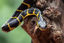 Boiga Snake Dendrophilia In Defensive Mode, The Gold-ringed Cat Snake,venomous Snake Stock Image