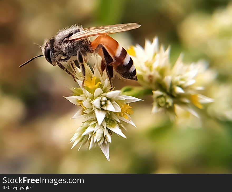 A bee collecting honey from a white flower