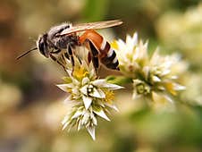 A Bee Collecting Honey From A White Flower Royalty Free Stock Photo