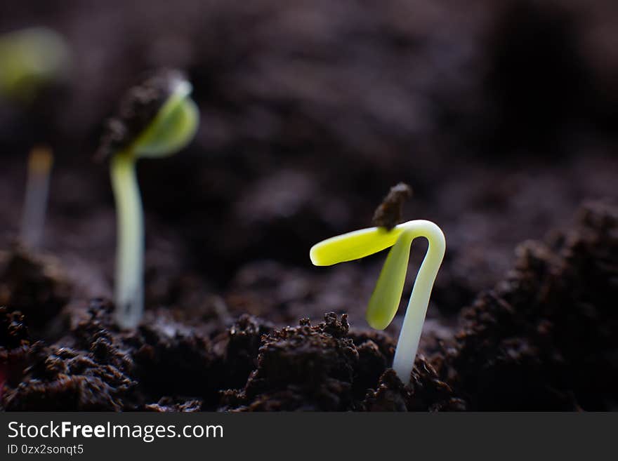 Macro view of germinating seeds on dark soil