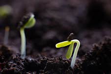 Macro View Of Germinating Seeds On Dark Soil Royalty Free Stock Photography