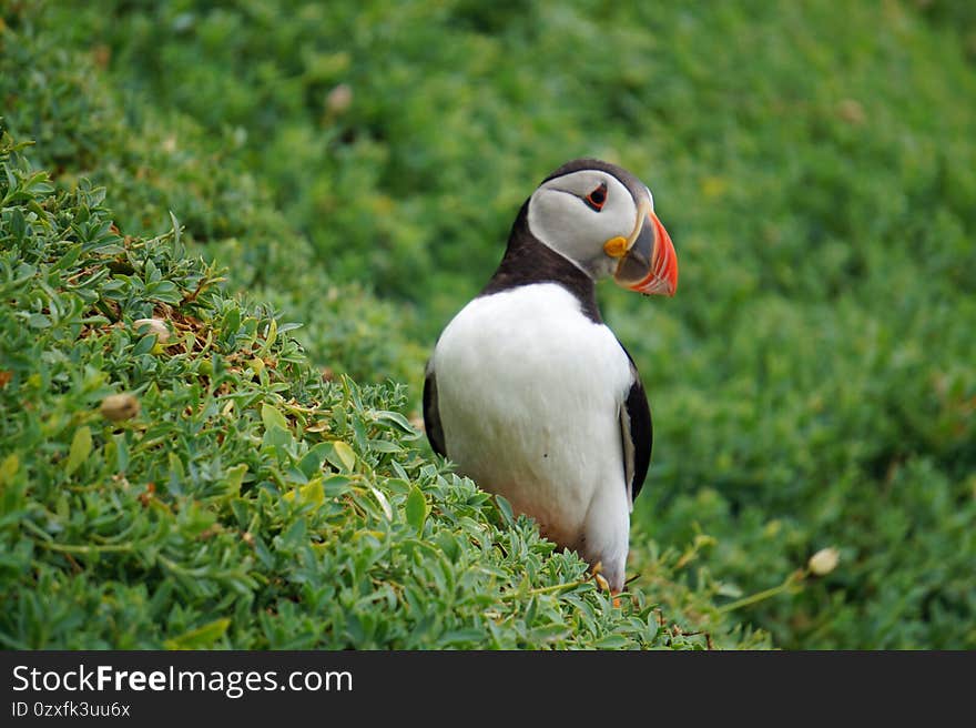 Puffins At The Skellig Islands