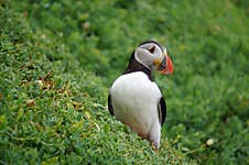 Puffins At The Skellig Islands Royalty Free Stock Image