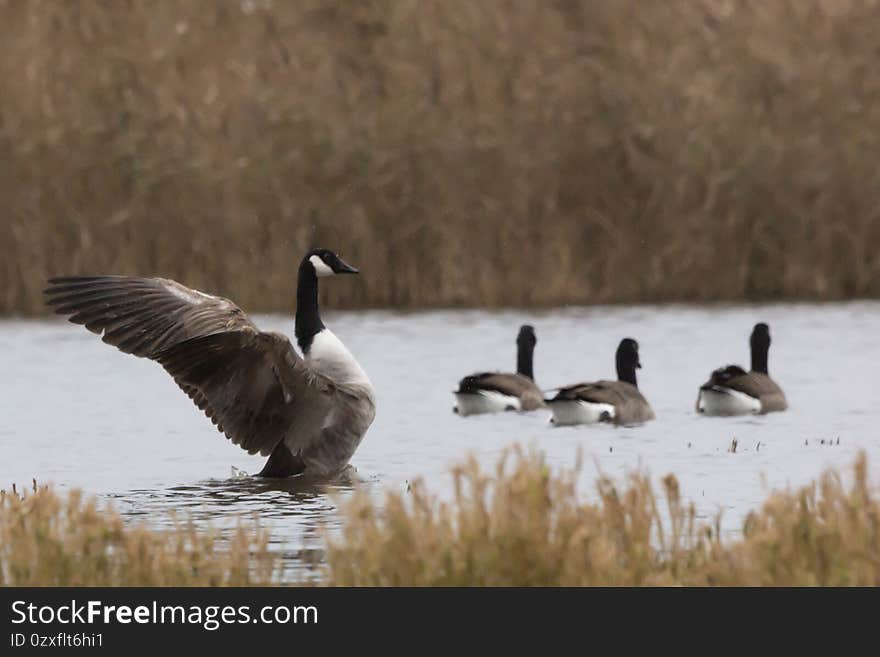 Goose flapping wings