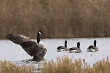 Goose Flapping Wings Stock Photography