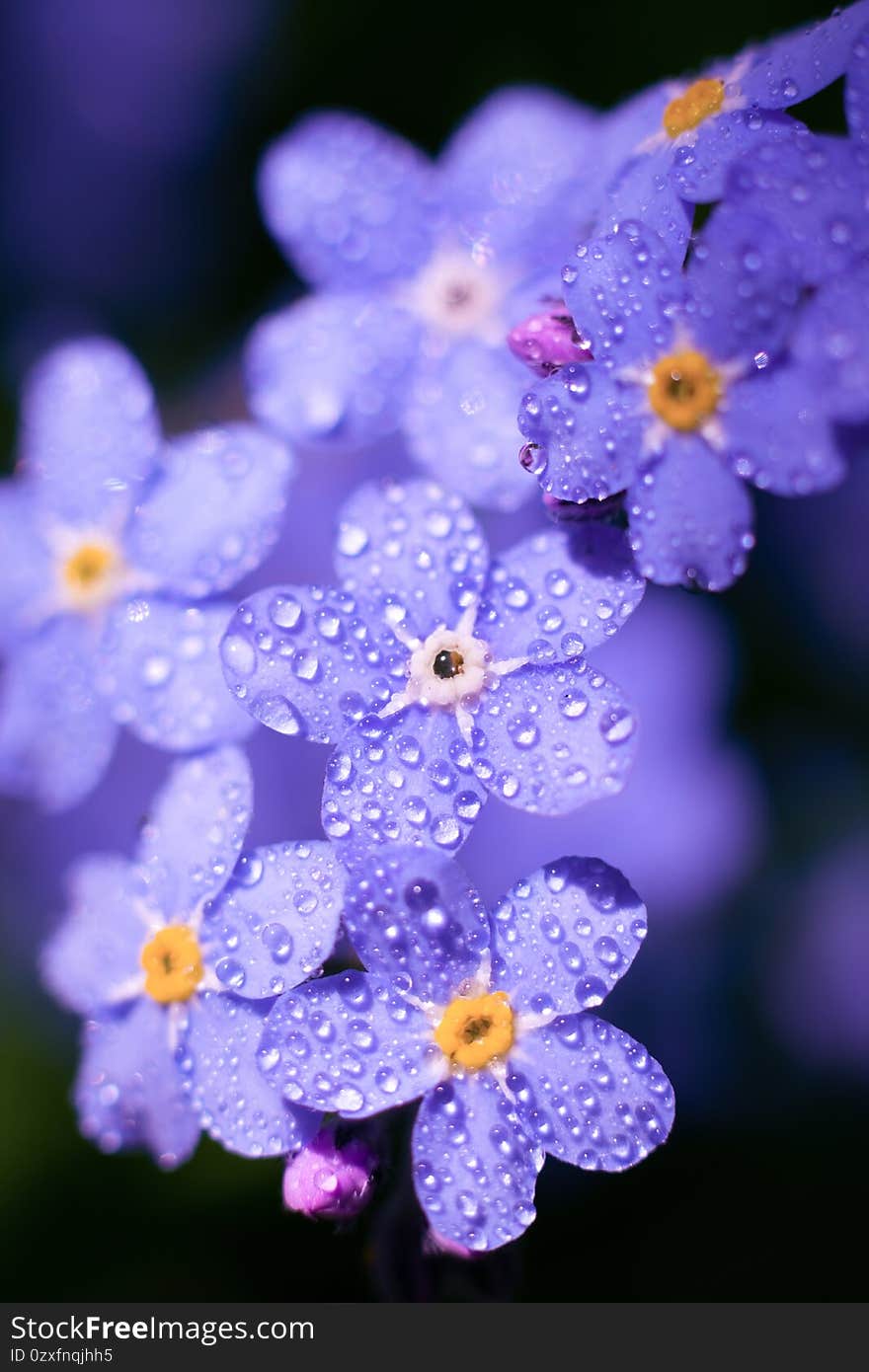 Purple toned summer background with tiny forest flowers called forget-me-not wet after rain.