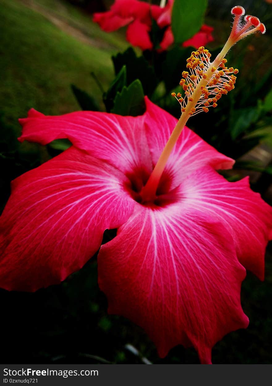 After the rain a new flower borns