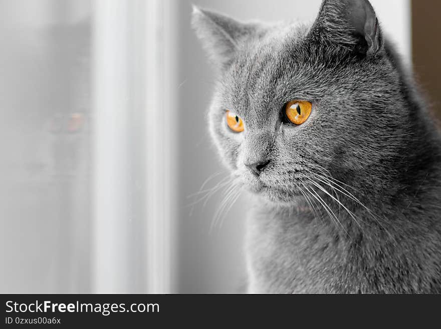 The cat looks out the window. British grey cat. a pet. pet at the window . window advertising