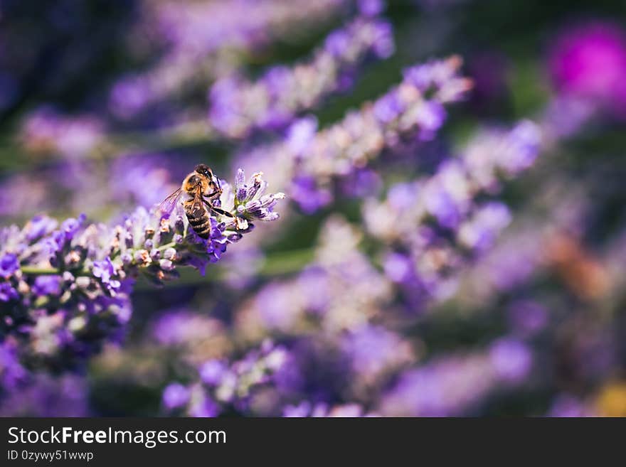 Close-upof a Honey Bee gathering nectar and spreading pollen on violet flowers of lavender.