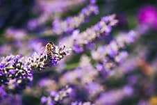 Close-upof A Honey Bee Gathering Nectar And Spreading Pollen On Violet Flowers Of Lavender. Stock Photography